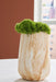 Cammen Vase - Furniture House (VA)